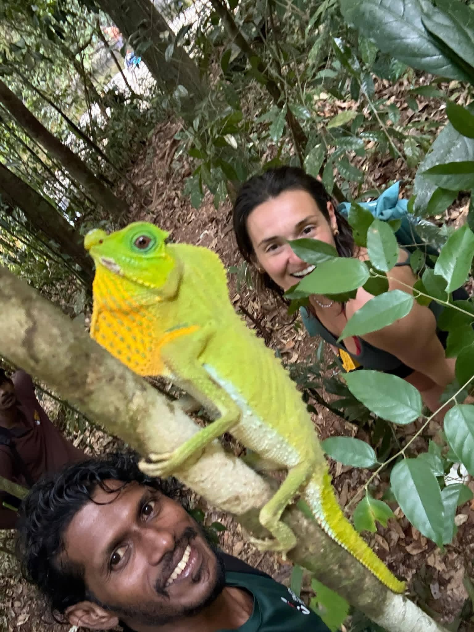 Sinharaja rainforest trek - sinha3