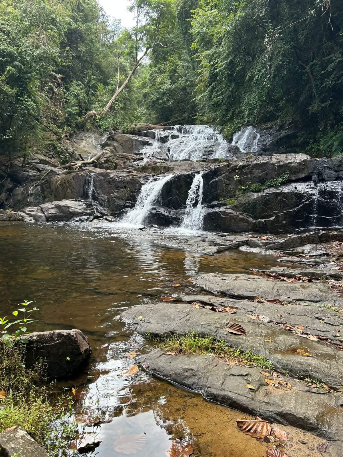 Sinharaja rainforest trek - sinha8