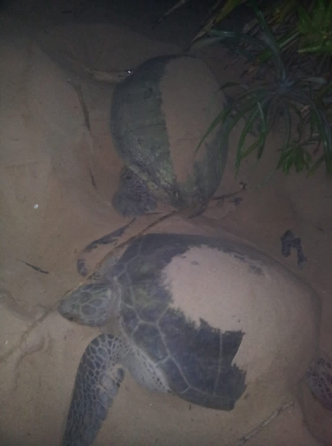 Sea turtle conservation in Sri Lanka - turtel6