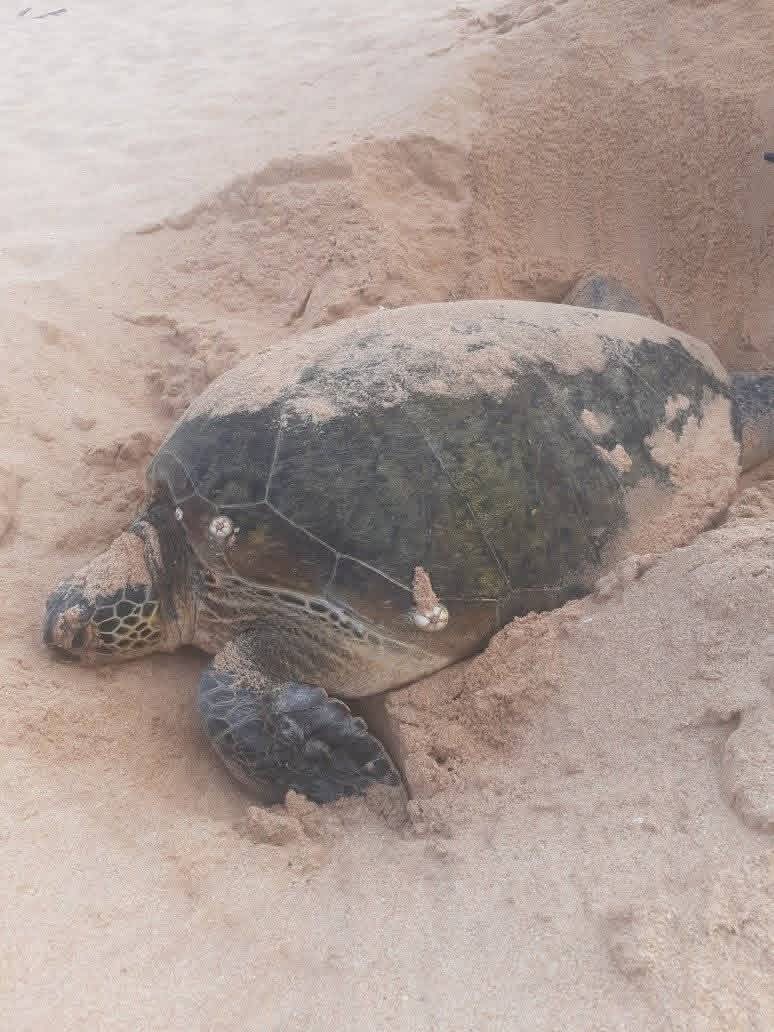 Sea turtle conservation in Sri Lanka - turtel7