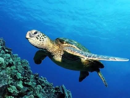 Turtle Watching Thumbnail 5