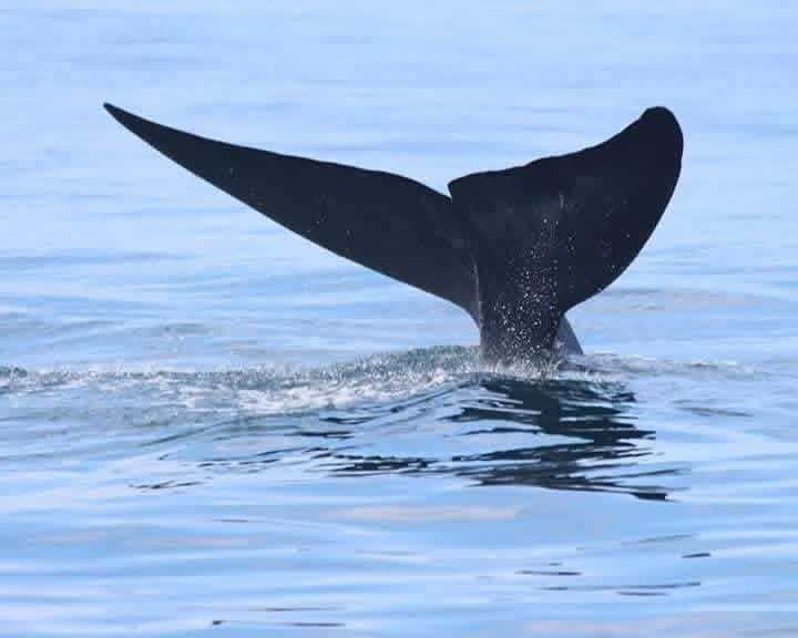 Whale watching excursion - w3
