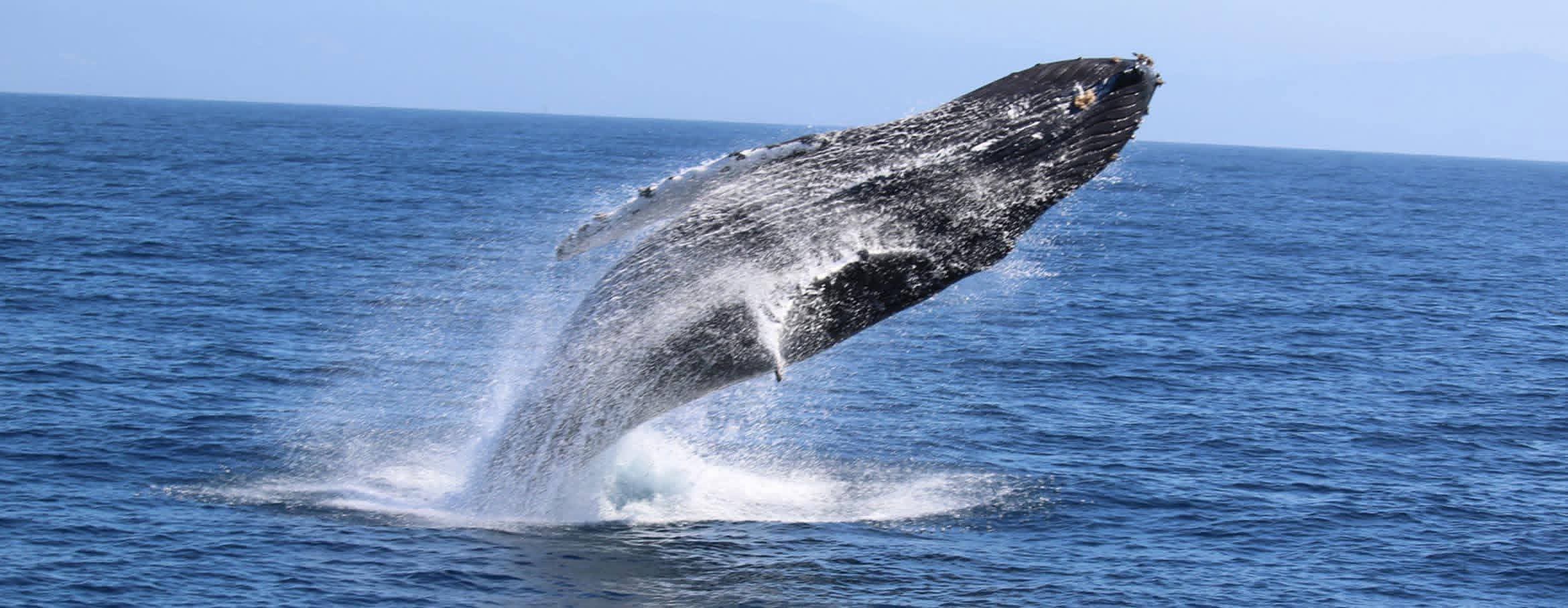 Whale watching excursion - w7