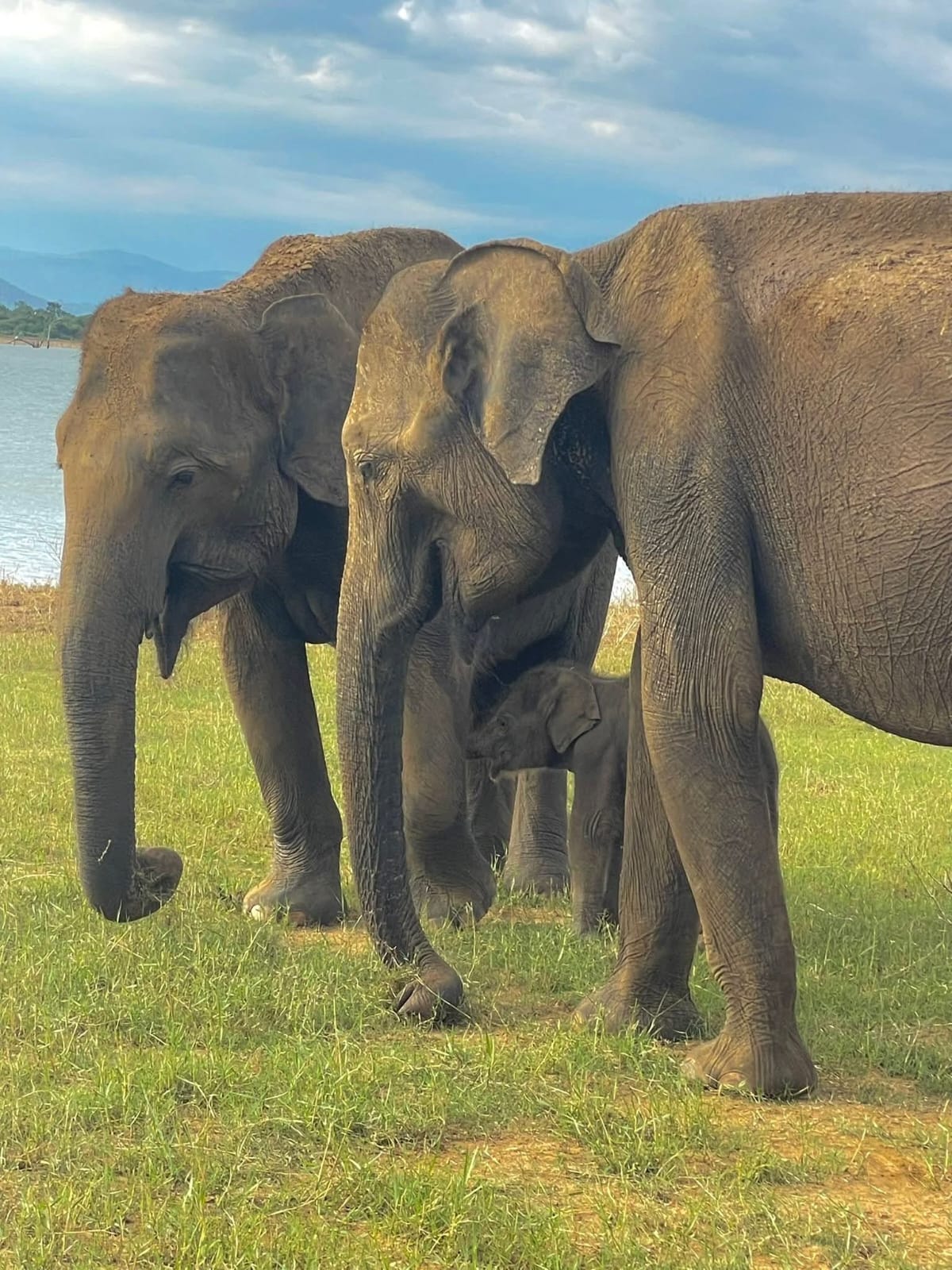 Safari Camping Thumbnail 6