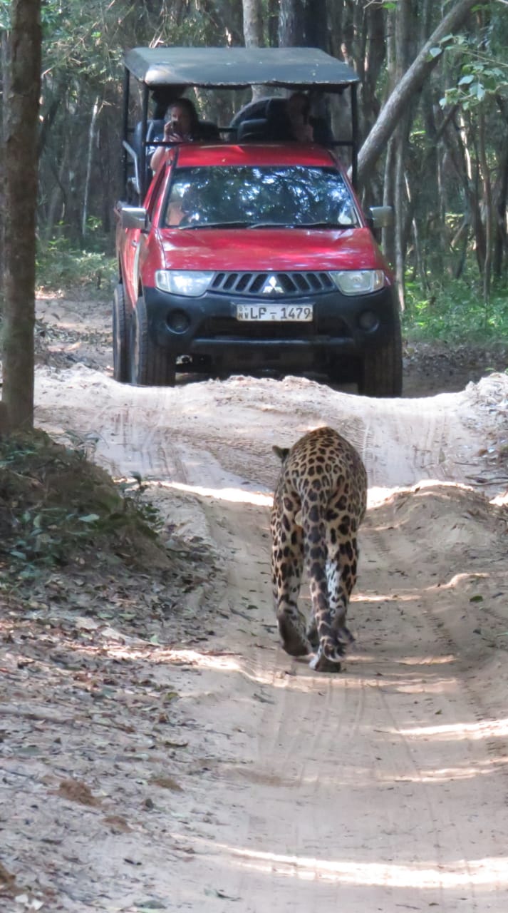 Wild safari expedition in Sri Lanka - new1